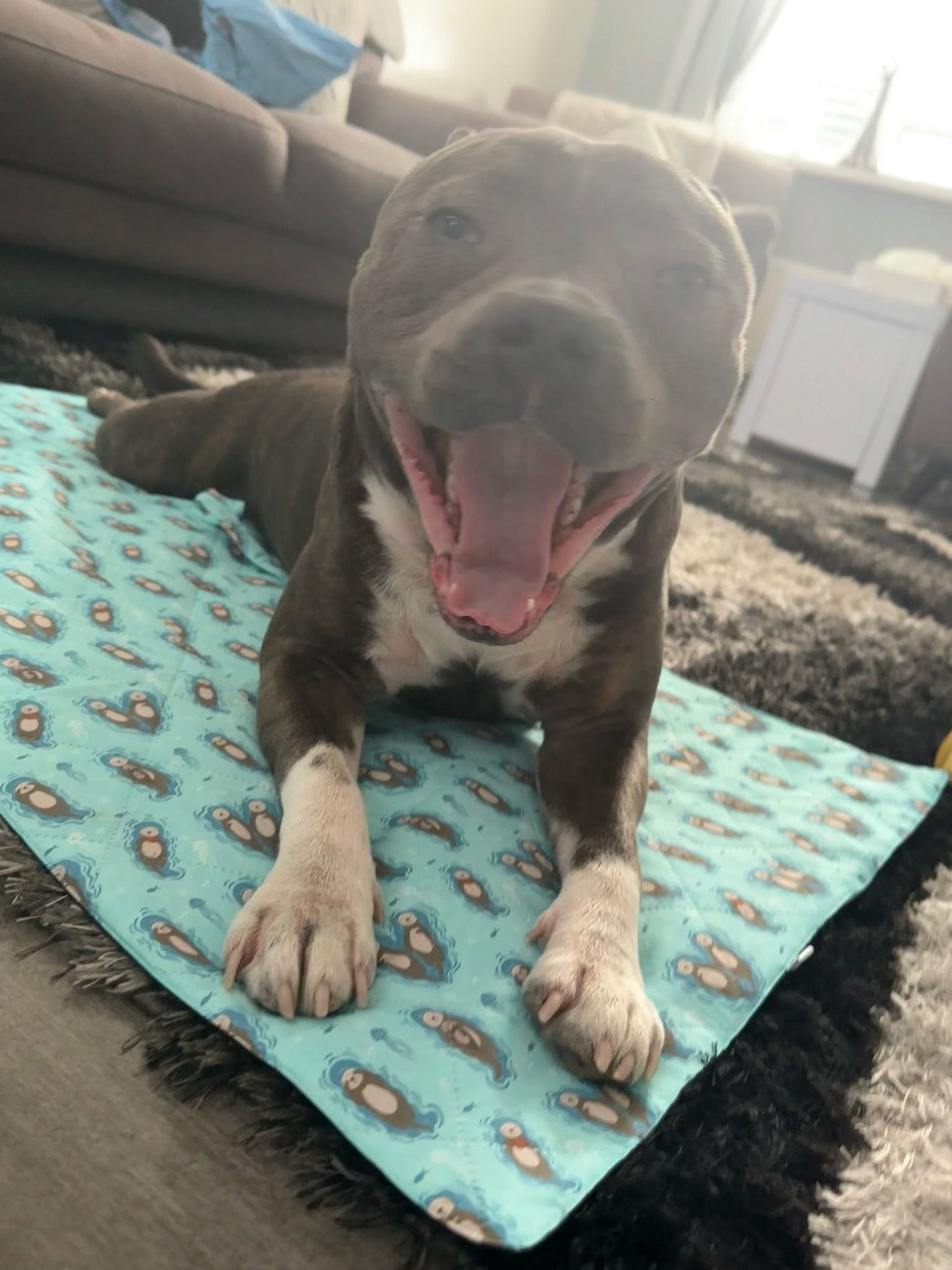 Otterly Lovely Dog Settle Mat - The Perfect Travel Mat for Your Dog! 🦦💙