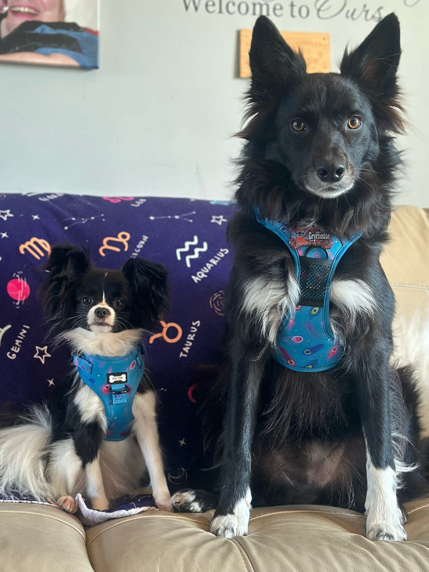 Power Peacock Tactical Dog Harness – No Pull & Fully Adjustable