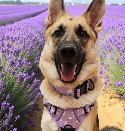 Daydreams and Unicorns Collar