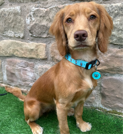 Otterly Lovely Dog Collar