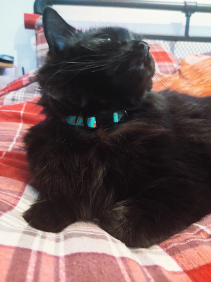 Inquisitive Fox Cat Collar