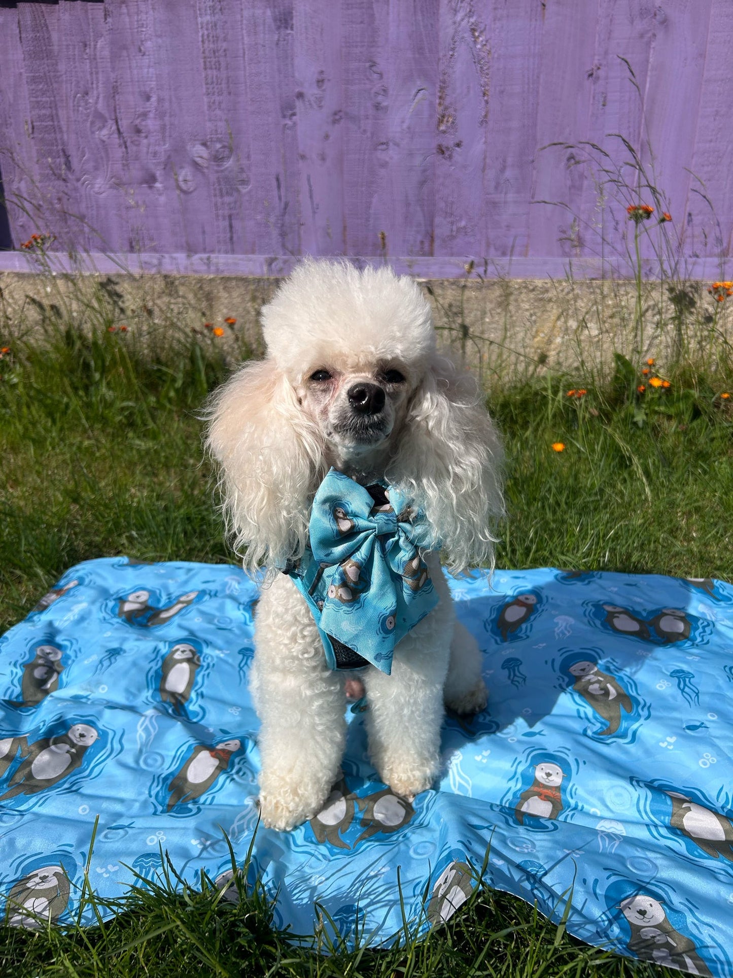 Otterly Lovely Sailor bow 🦦💙