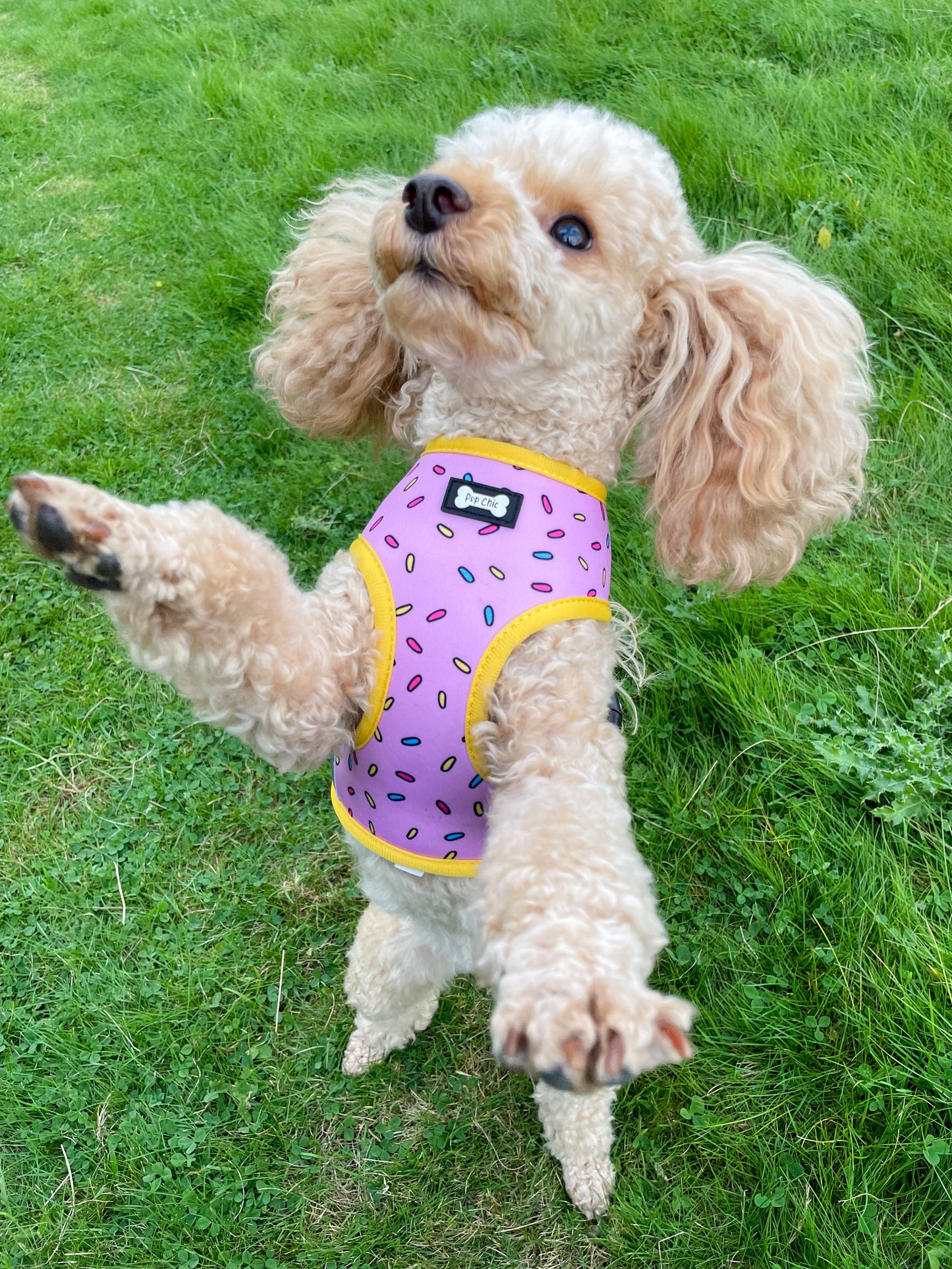 Sprinkles for Days reversible harness