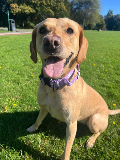 Daydreams and Unicorns Tactical Dog Collar