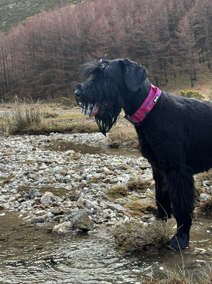 Peacock Power Tactical Dog Collar with Handle