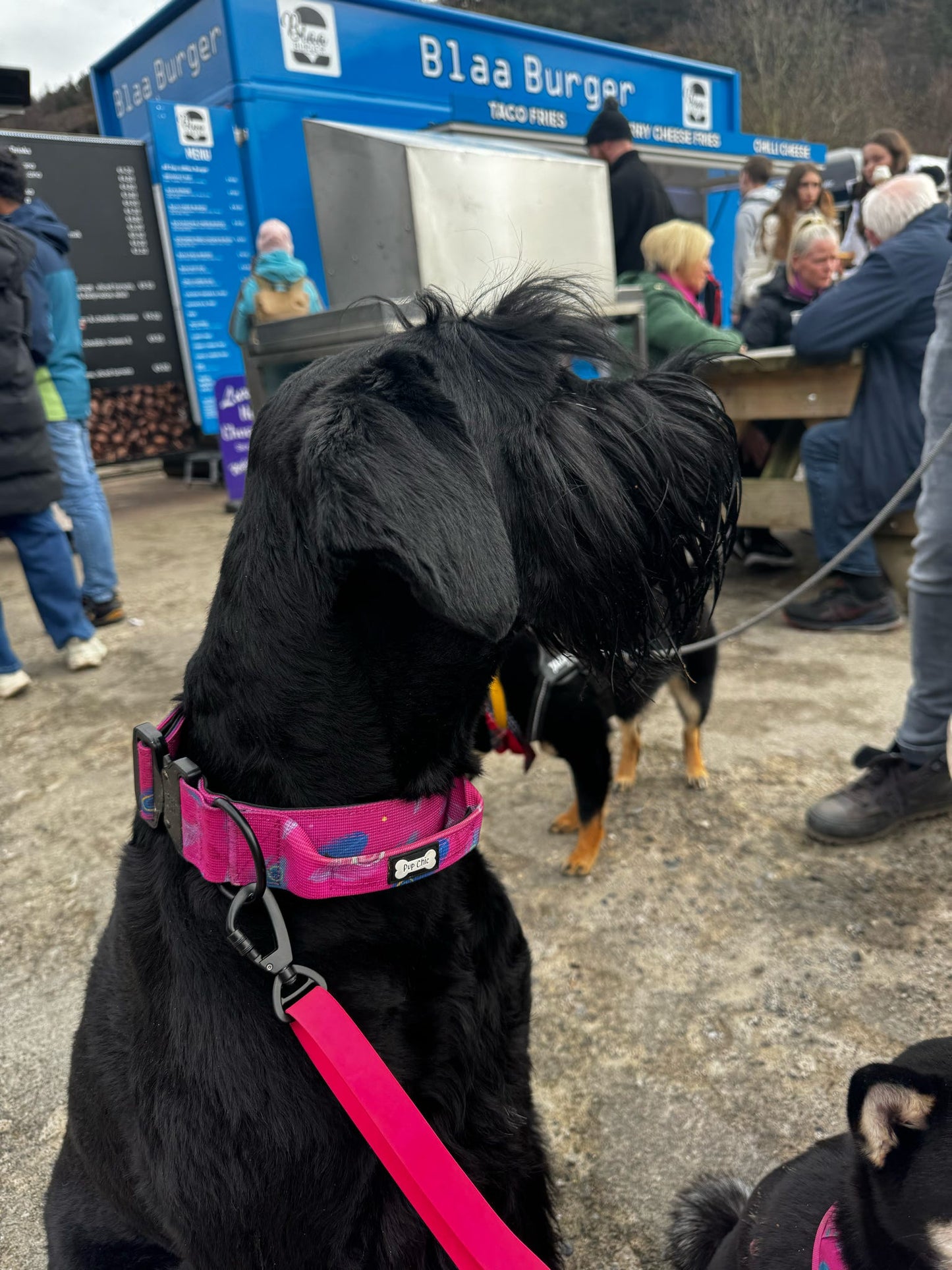 Peacock Power Tactical Dog Collar with Handle