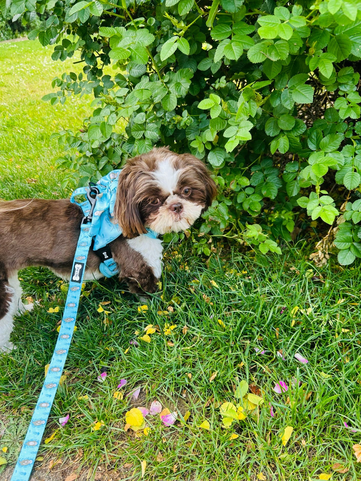 Otterly Lovely 5ft dog lead