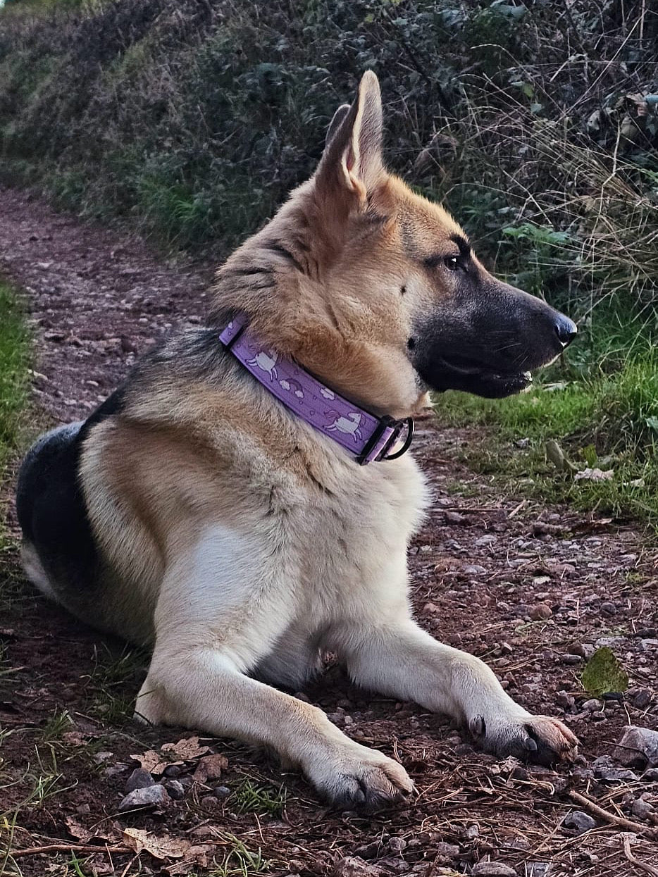 Daydreams and Unicorns Tactical Dog Collar