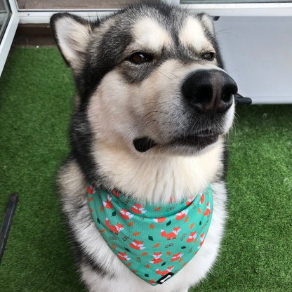 Inquisitive Fox Cooling Bandana