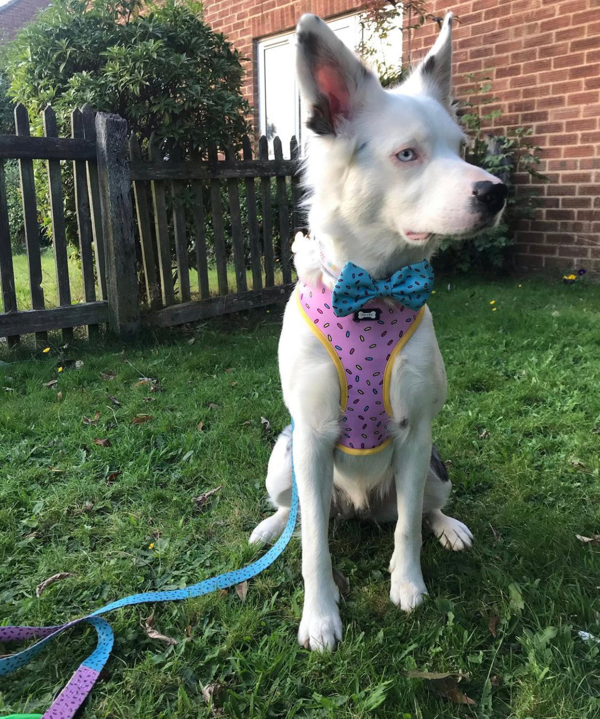 Sprinkles for Days reversible harness