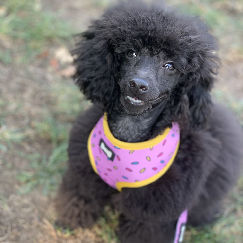 Sprinkles for Days reversible harness