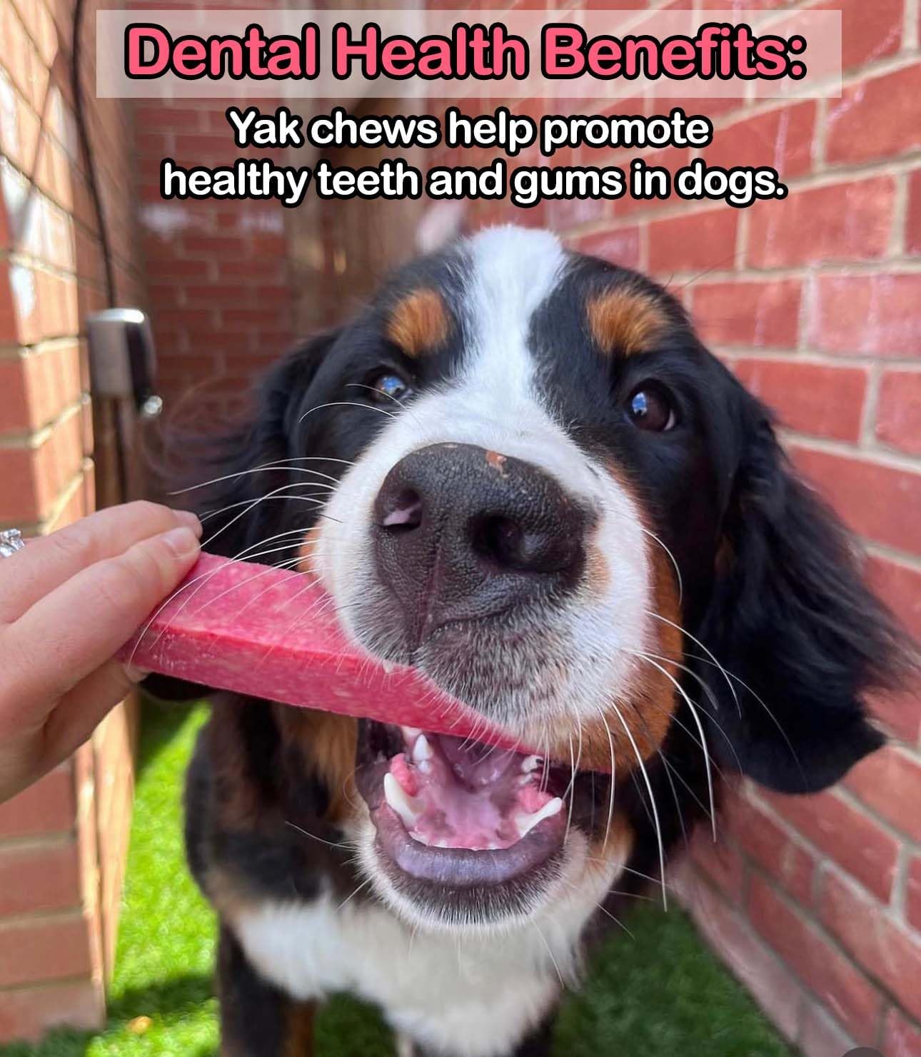 Strawberry Yak Dog Chew