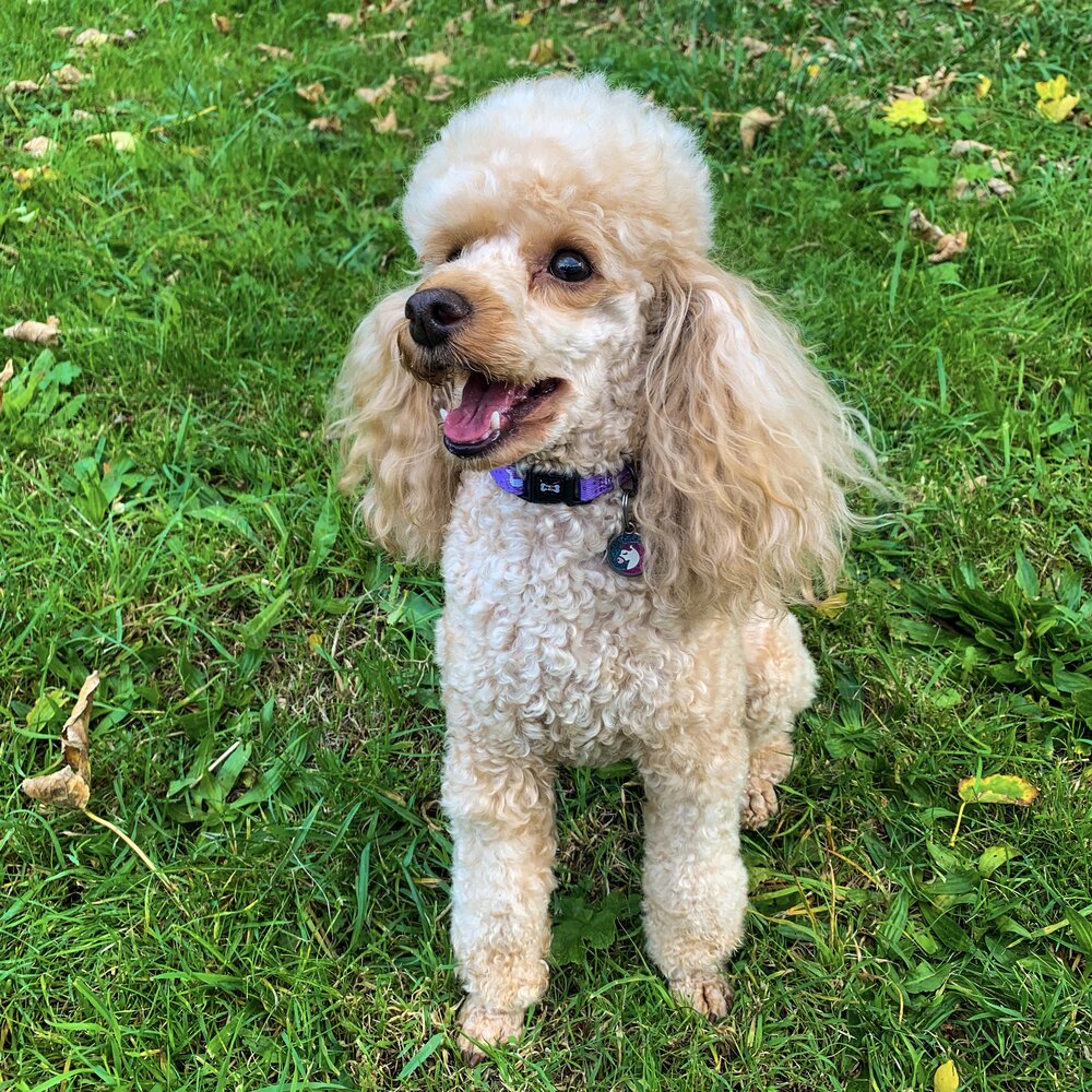 Daydreams and Unicorns Collar