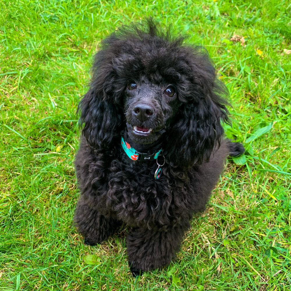 Inquisitive Fox Collar