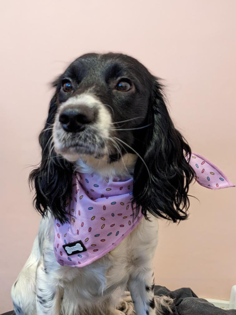 Sprinkles For Days Cooling Bandana - Pink