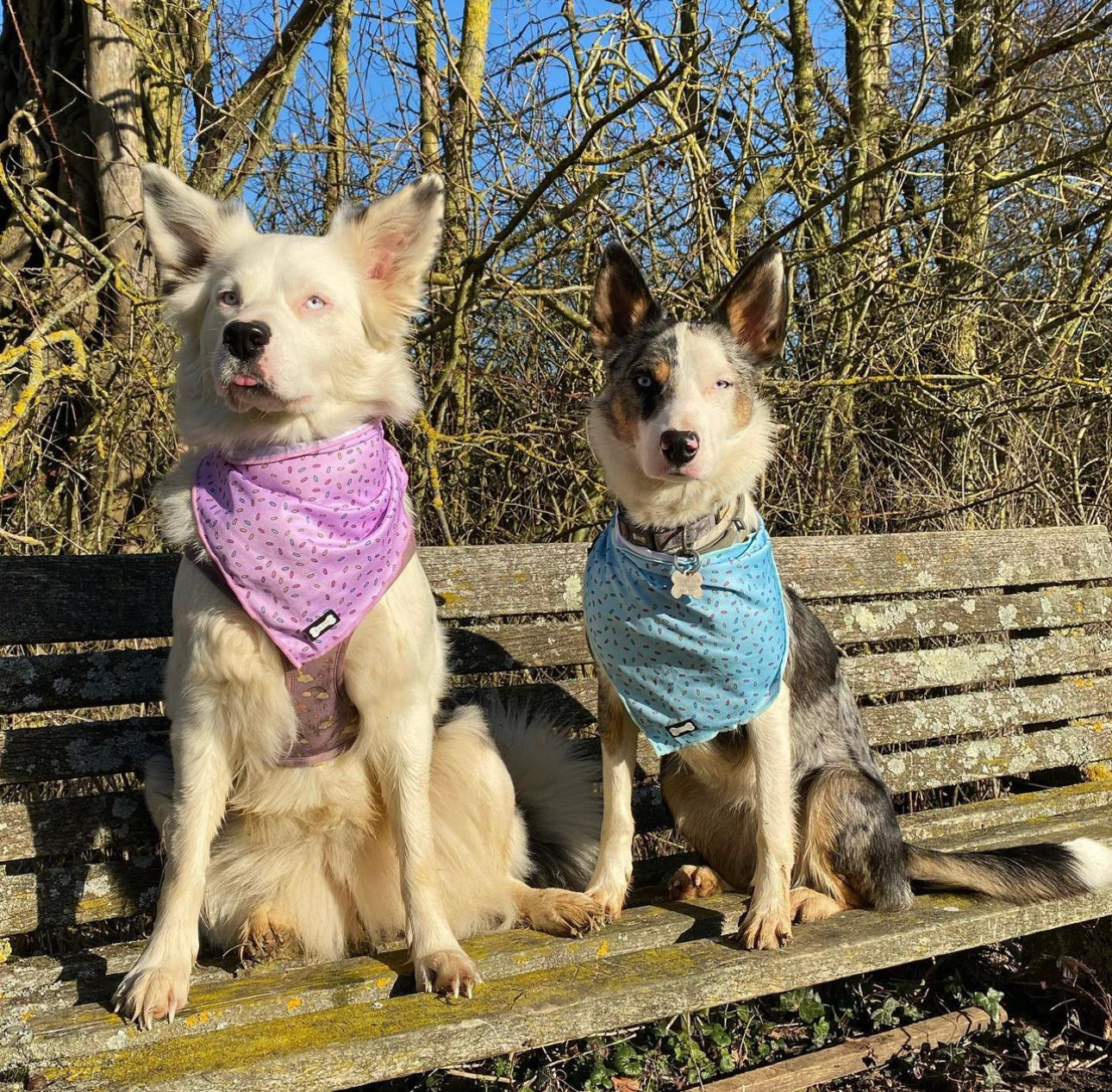 Sprinkles For Days Cooling Bandana - Blue