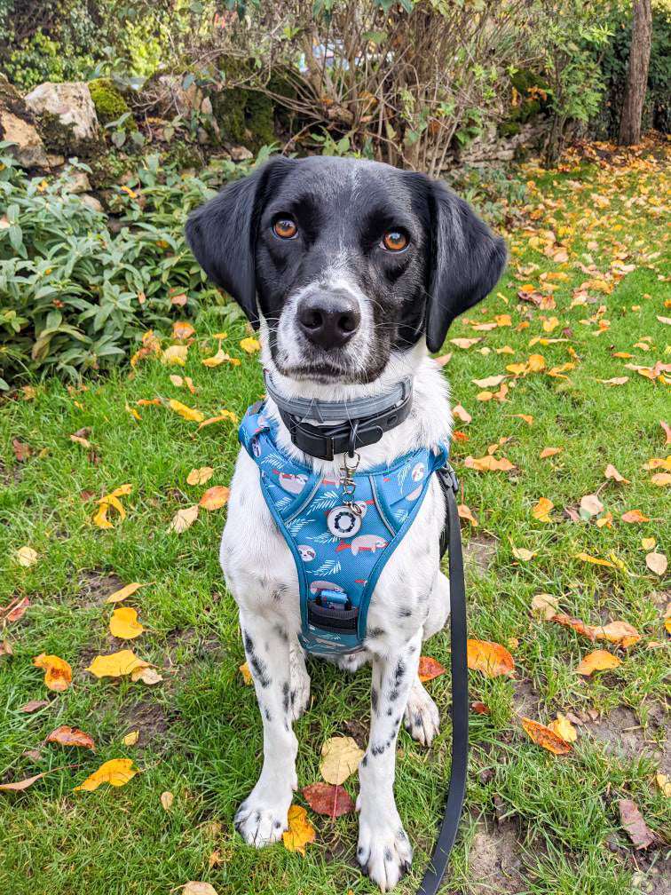Lazy Sloth Tactical Dog Harness
