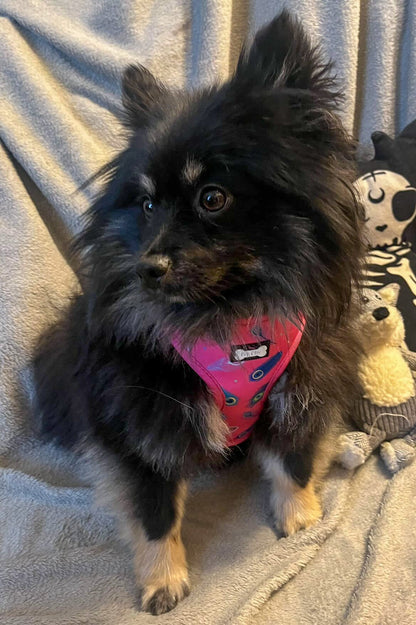 Peacock Power Adjustable Dog Harness - hot pink peacock feather dog harness